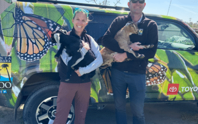 Zoo Goats Part 2: How Six “Oops Babies” Became Santa Barbara Zoo Stars