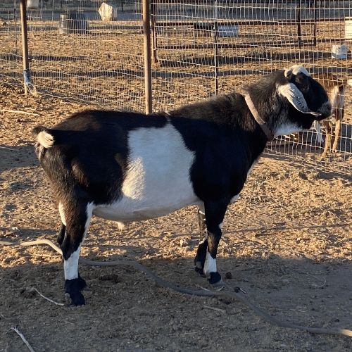 Blackberry's BLM LA Chargers (Cassian)