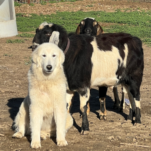 Sky Island Serena, Blackberry's BLM LA Chargers (Cassian), Newman Lake GGTG Sir Nicolas (Nicky)