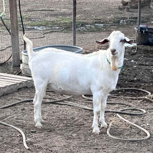 Prancing Pony End Game (Thor)