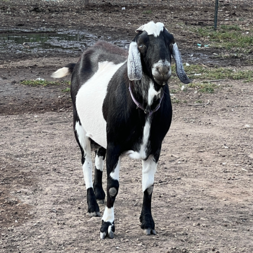 Blackberry's BLM LA Chargers (Cassian)