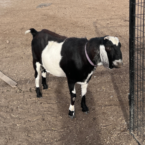 Blackberry's BLM LA Chargers (Cassian)